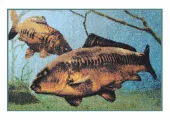 Teppich mit Motiv Big Fisch, eine schöne Geschenk Idee!